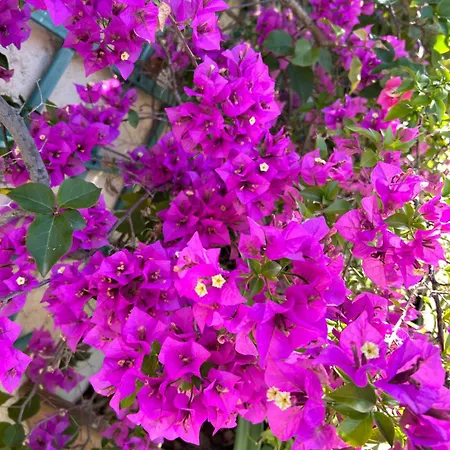 Provencale Saint-Raphael (Var)
