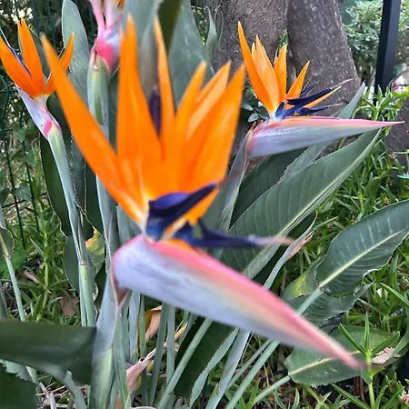 Provencale