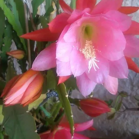 Le Clos Du Dramont Szálloda